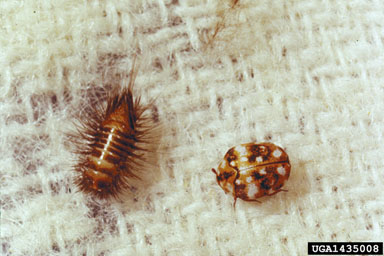 furniture carpet beetle adult & larvae 2